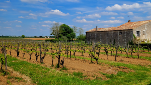 Pineau des Charentes: skrytý klenot z Cognacu!